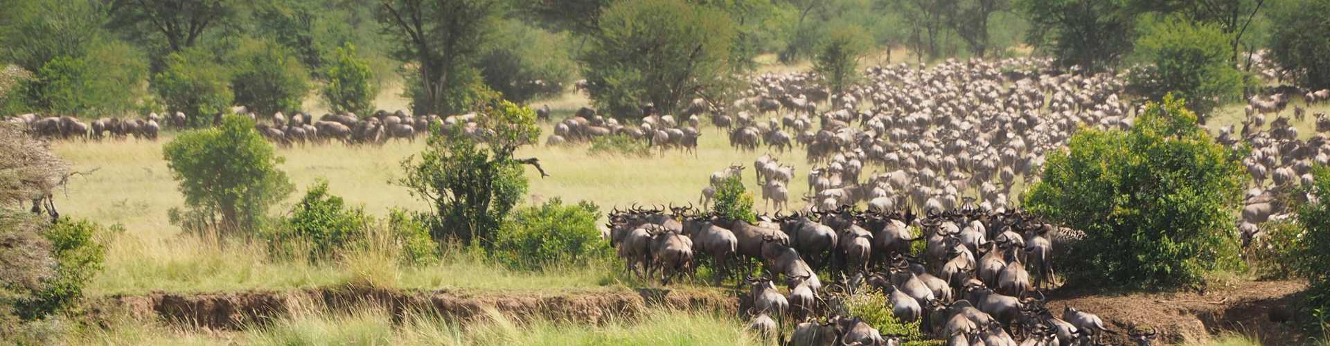 Top 7 Reasons to Visit Kenya in 2025